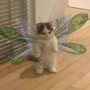 Meet your Posher, Shanaya